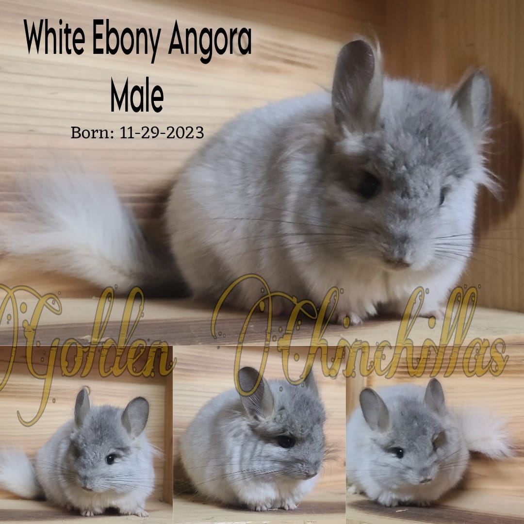 Baby Chinchillas for sale in Denver Colorado as well as cages and supplies
